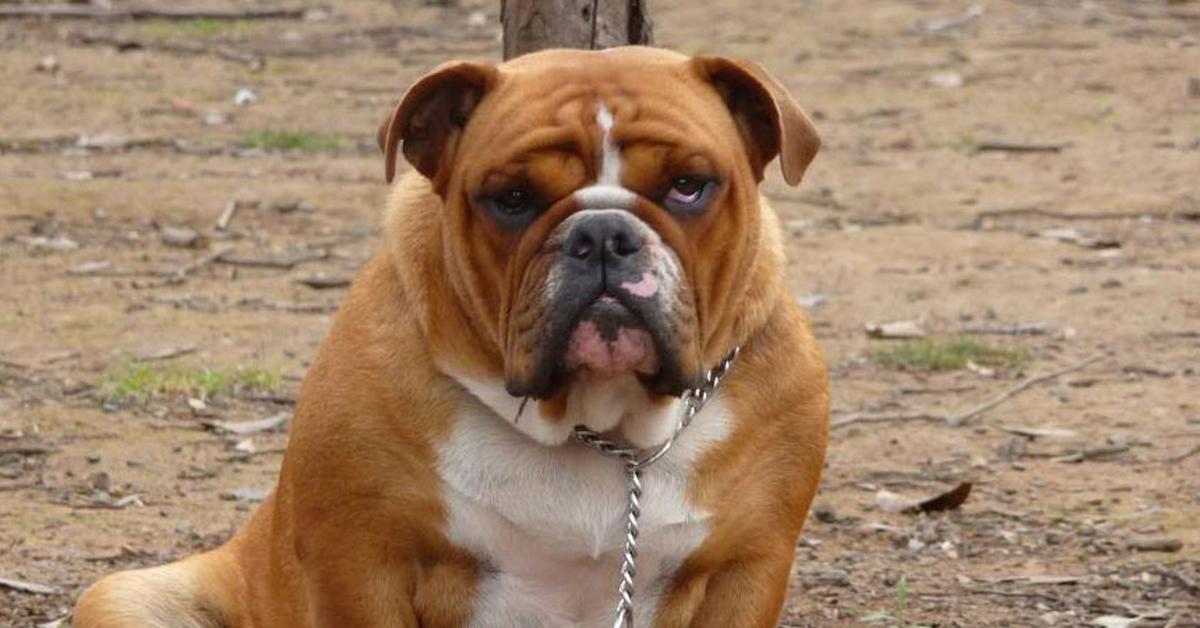 Portrait of a Australian Bulldog, a creature known scientifically as Canis lupus.