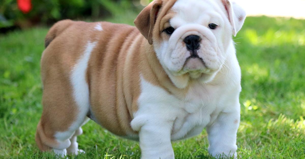 Elegant portrayal of the Australian Bulldog, also known as Canis lupus.