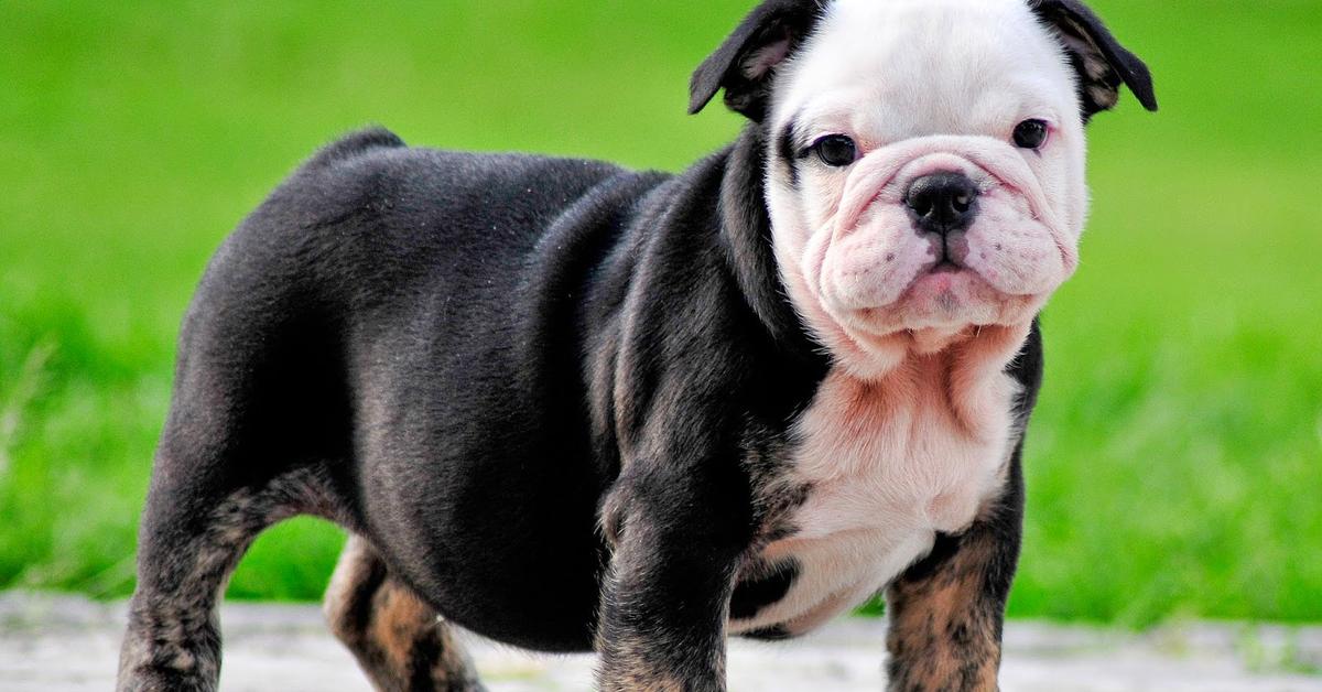 Glimpse of the Australian Bulldog, known in the scientific community as Canis lupus.