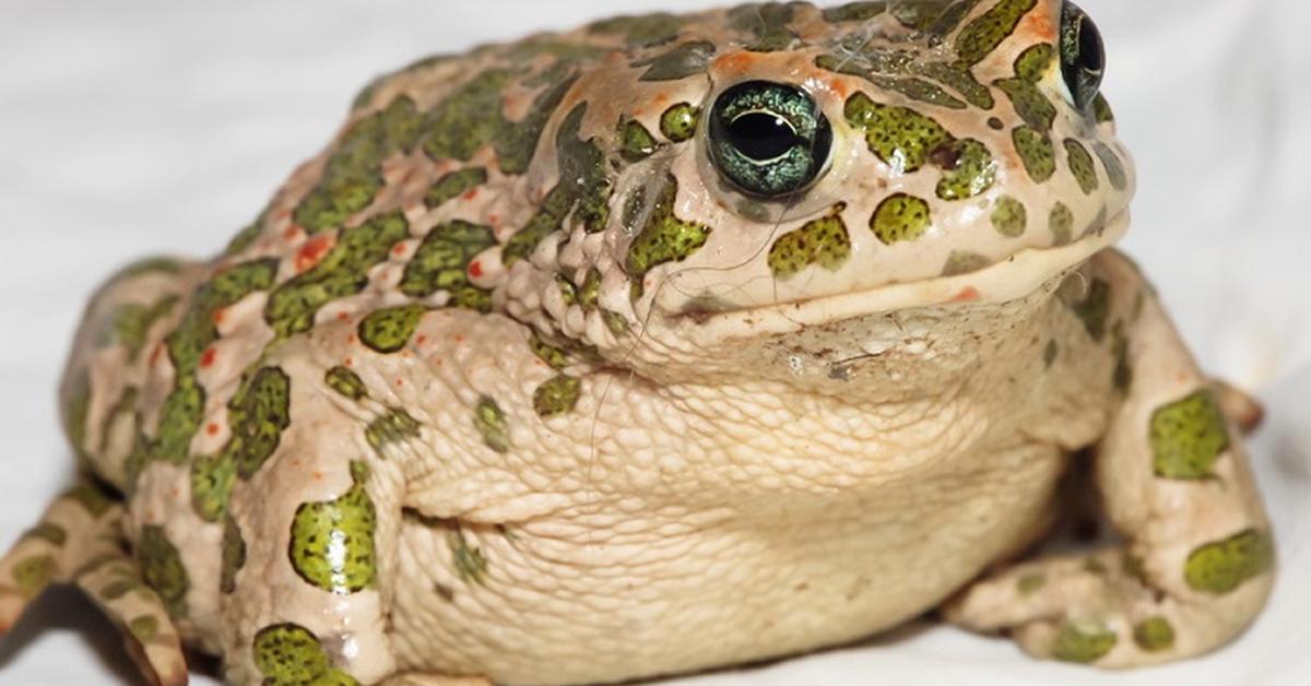 Insightful look at the American Toad, known to Indonesians as Kodok Amerika.