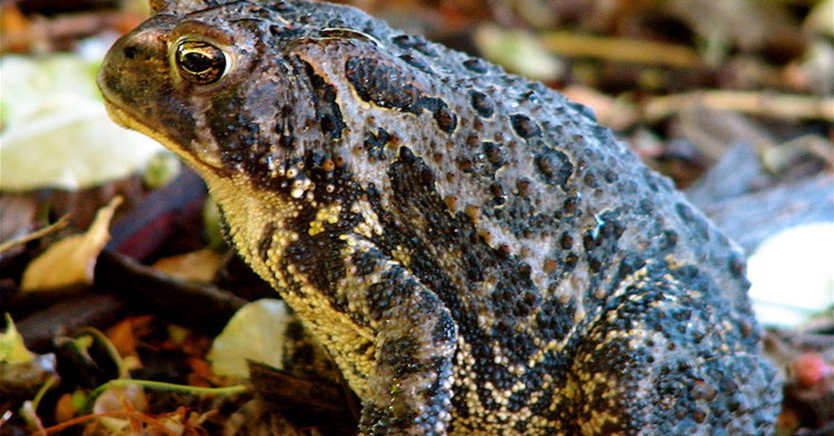 A look at the American Toad, also recognized as Kodok Amerika in Indonesian culture.