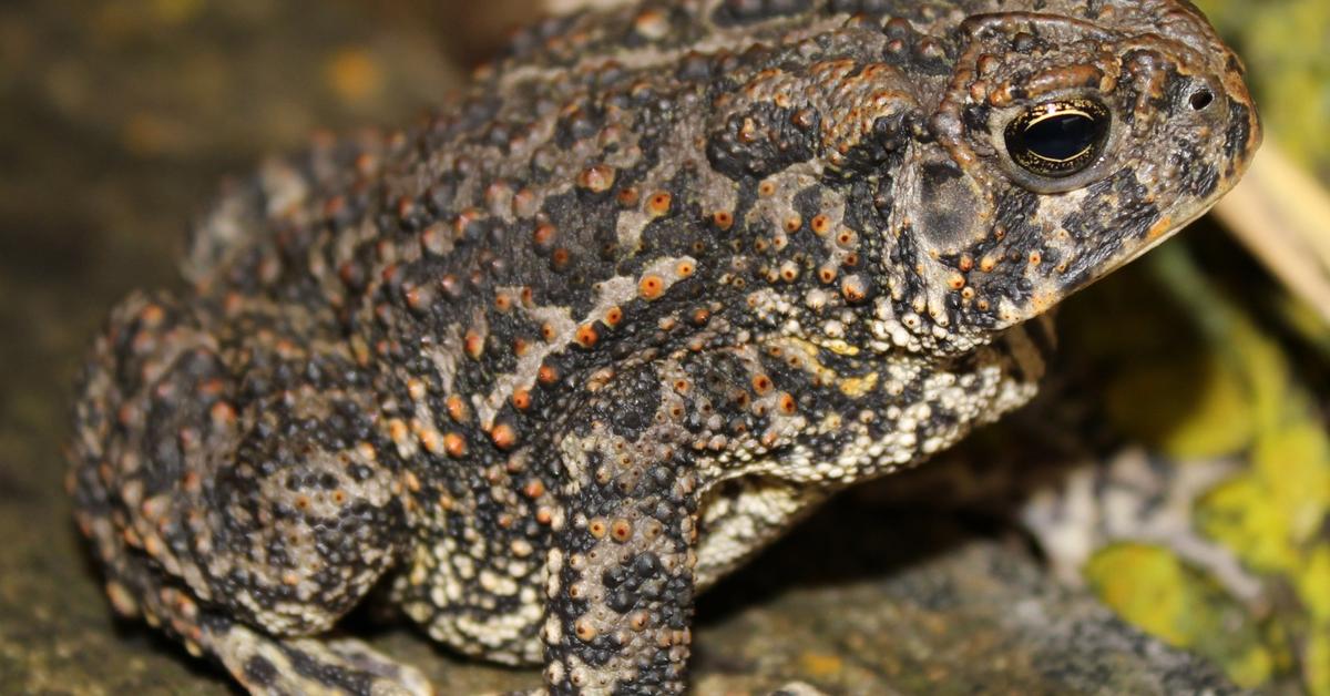 Image of the American Toad (Anaxyrus americanus), popular in Indonesia as Kodok Amerika.