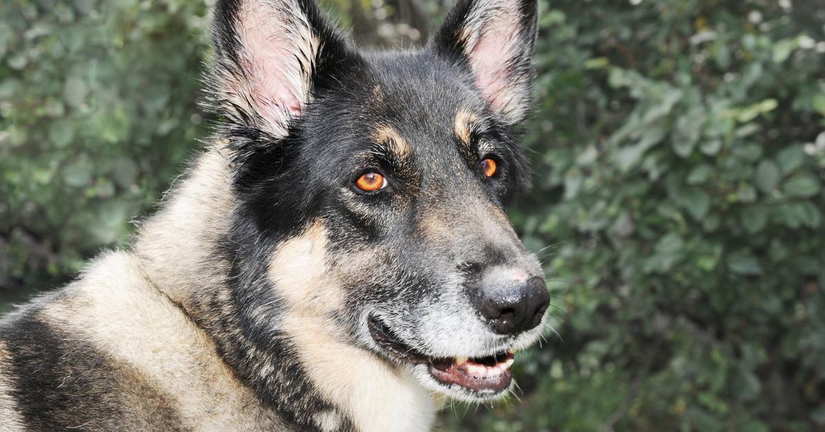 Close encounter with the Akita Shepherd, scientifically called Canis lupus.