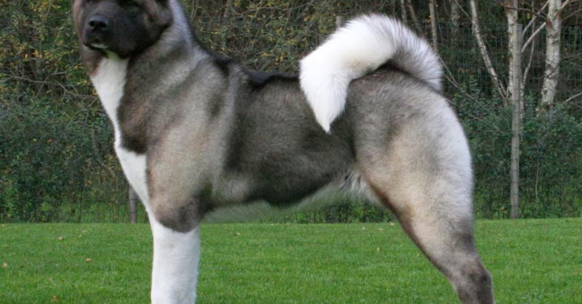 Enchanting Akita Shepherd, a species scientifically known as Canis lupus.