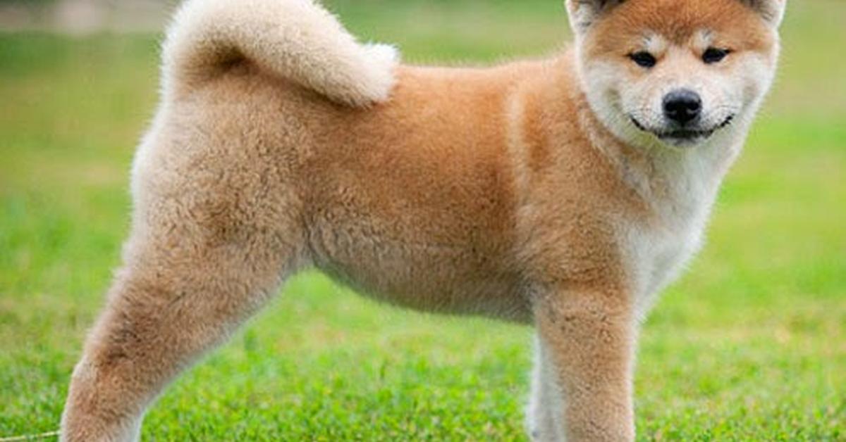 Natural elegance of the Akita Shepherd, scientifically termed Canis lupus.