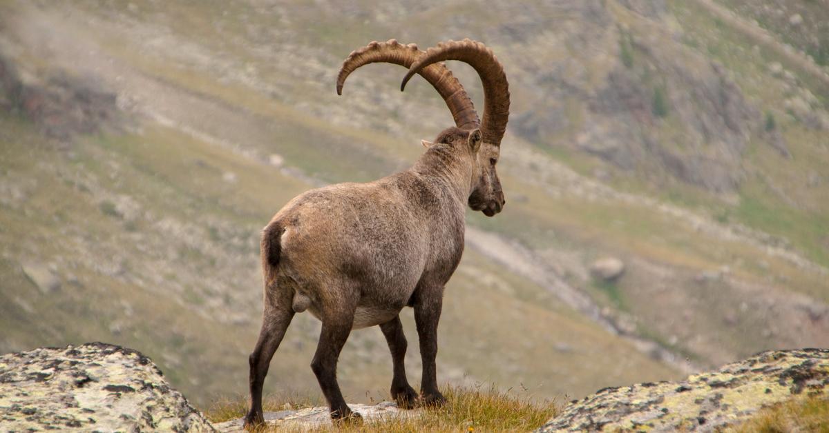 Exquisite image of Alpine Goat, in Indonesia known as Kambing Alpine.