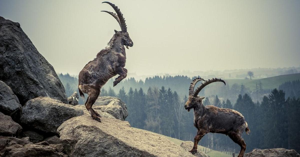 Captured beauty of the Alpine Goat, or Capra aegagrus hircus in the scientific world.