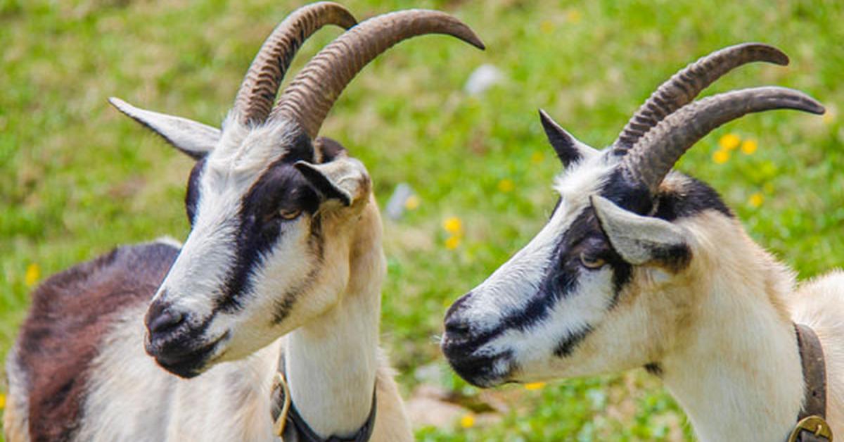 Picture of Alpine Goat, known in Indonesia as Kambing Alpine.