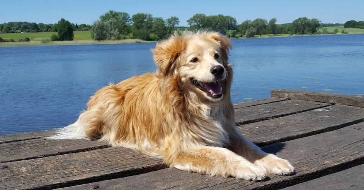 Stunning image of the Australian Retriever (Canis lupus), a wonder in the animal kingdom.