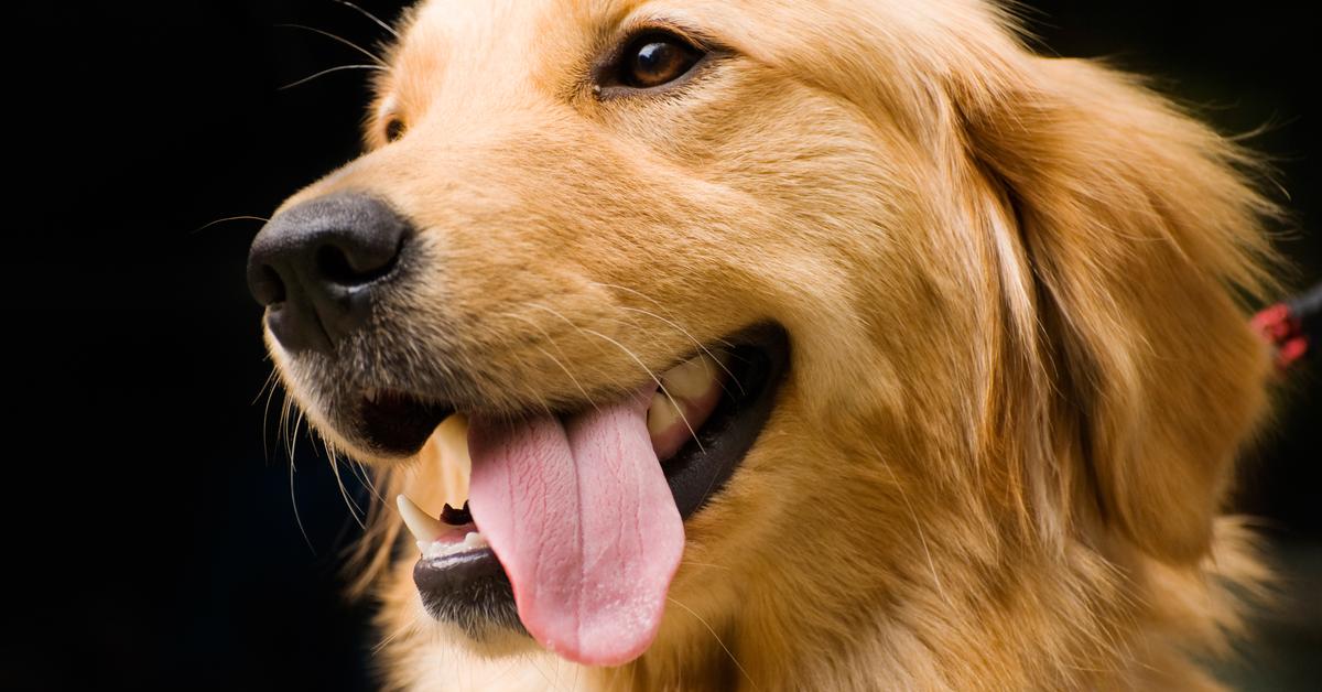 Enchanting Australian Retriever, a species scientifically known as Canis lupus.