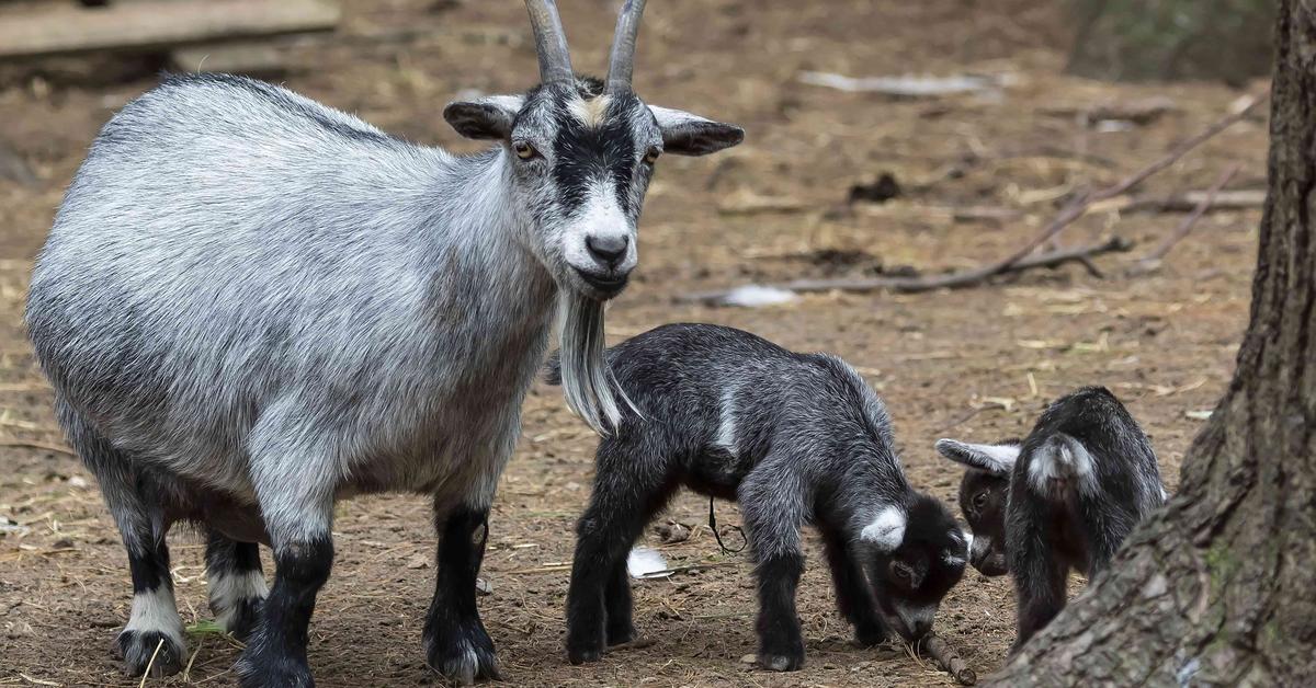 Elegant portrayal of the American Pygmy Goat, also known as Capra aegagrus hircus.