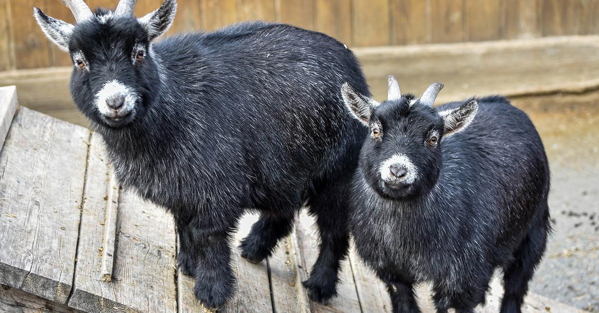 Stunning depiction of American Pygmy Goat, also referred to as Capra aegagrus hircus.