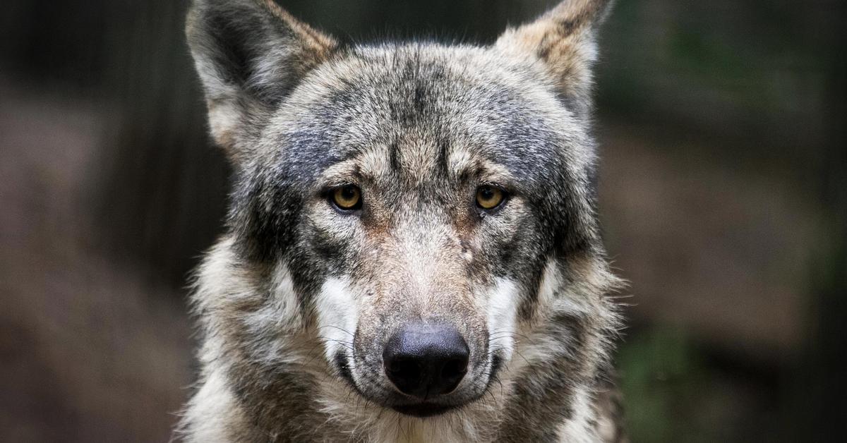 Natural elegance of the Alaskan Shepherd, scientifically termed Canis lupus.