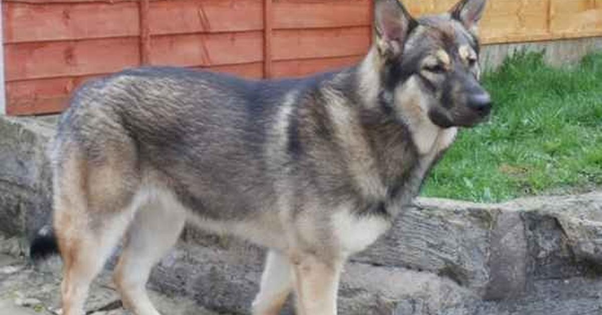 Insightful look at the Alaskan Shepherd, known to Indonesians as Anjing Alaskan Shepherd.