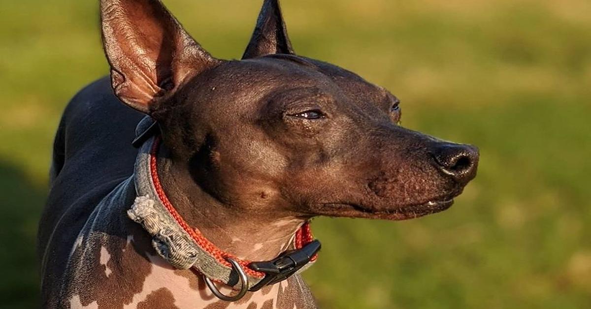 Close encounter with the American Hairless Terrier, scientifically called Canis lupus.