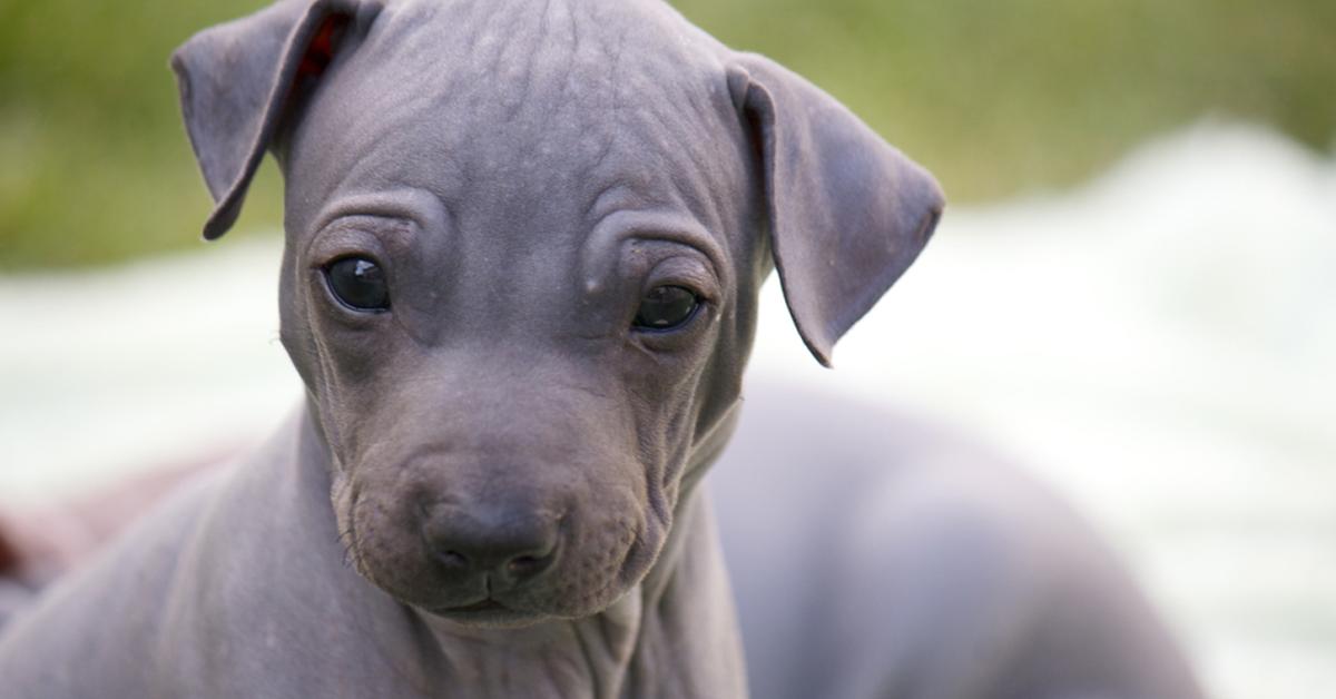 Detailed shot of the American Hairless Terrier, or Canis lupus, in its natural setting.