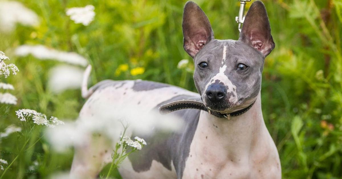 Vibrant snapshot of the American Hairless Terrier, commonly referred to as Terrier American Hairless in Indonesia.