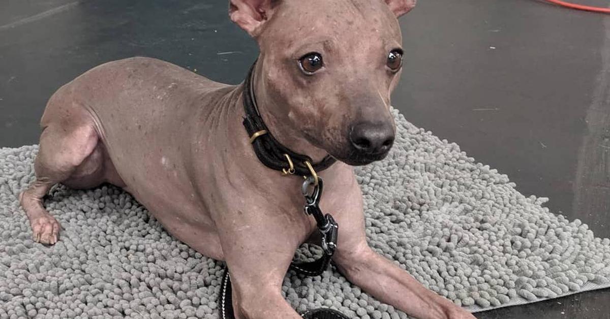 The fascinating American Hairless Terrier, scientifically known as Canis lupus.