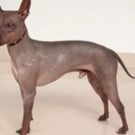 Visual of American Hairless Terrier, or Terrier American Hairless in Indonesian, showcasing its beauty.