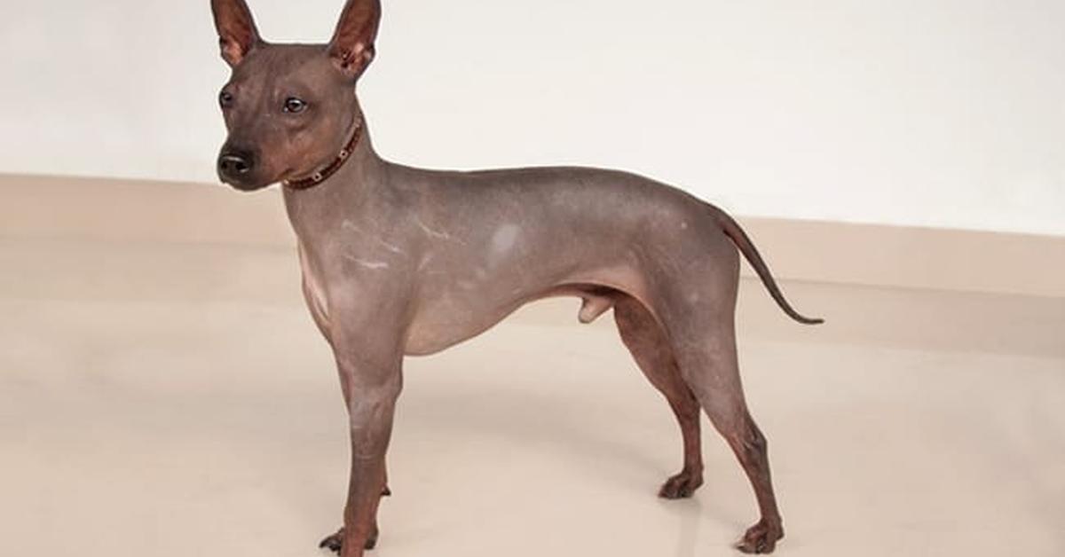 Visual of American Hairless Terrier, or Terrier American Hairless in Indonesian, showcasing its beauty.