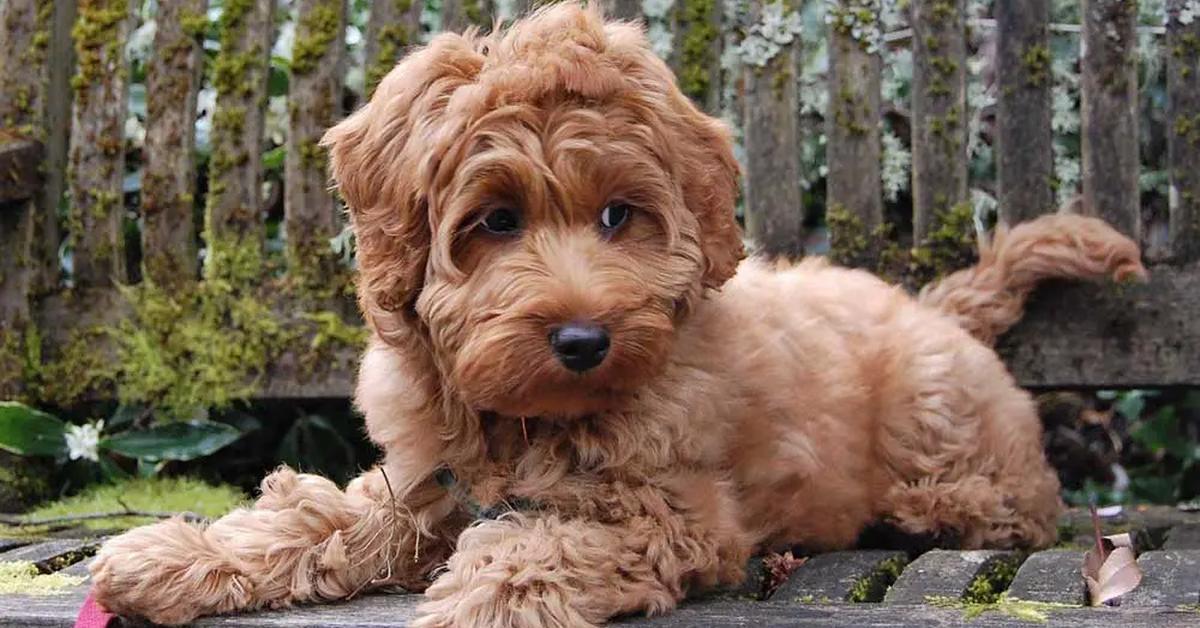 Captivating shot of the Australian Labradoodle, or Labradoodle Australia in Bahasa Indonesia.