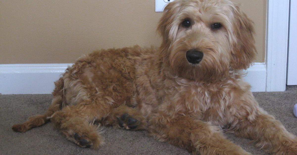 Stunning depiction of Australian Labradoodle, also referred to as Canis lupus.