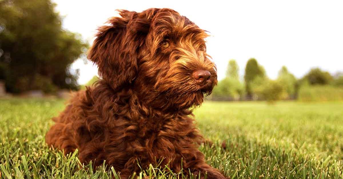 The alluring Australian Labradoodle, commonly referred to as Labradoodle Australia in Bahasa Indonesia.