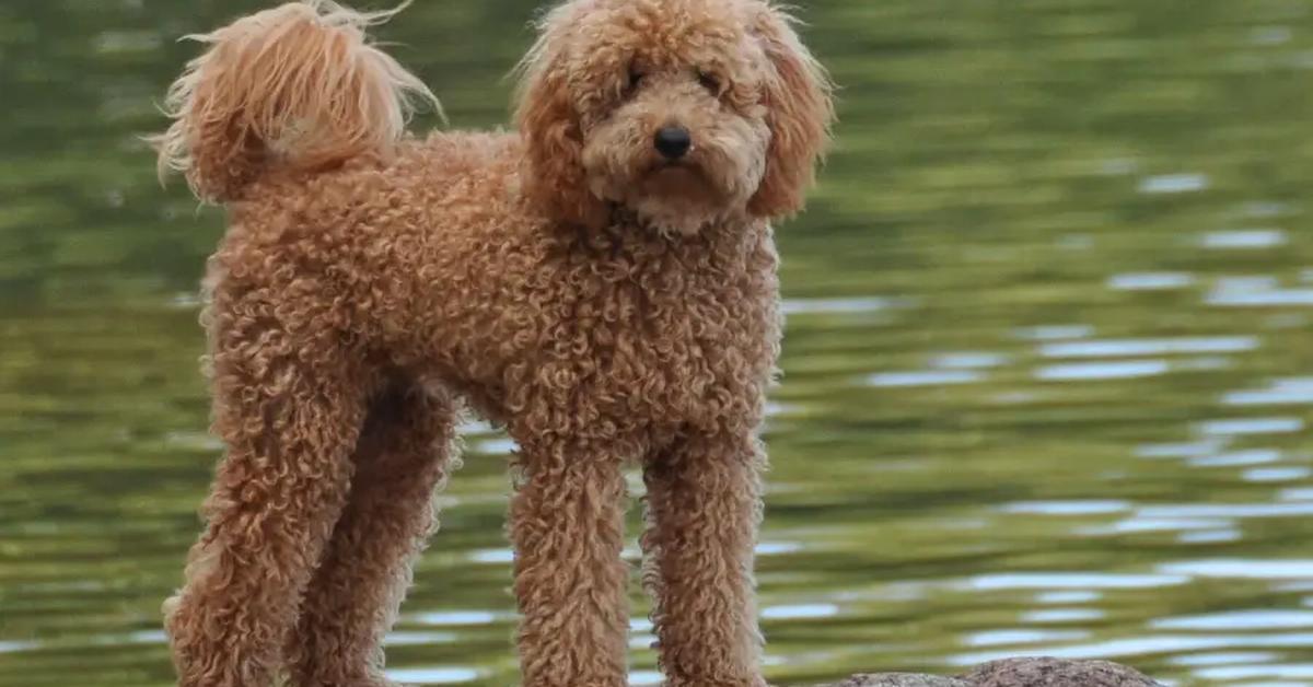 Snapshot of the intriguing Australian Labradoodle, scientifically named Canis lupus.