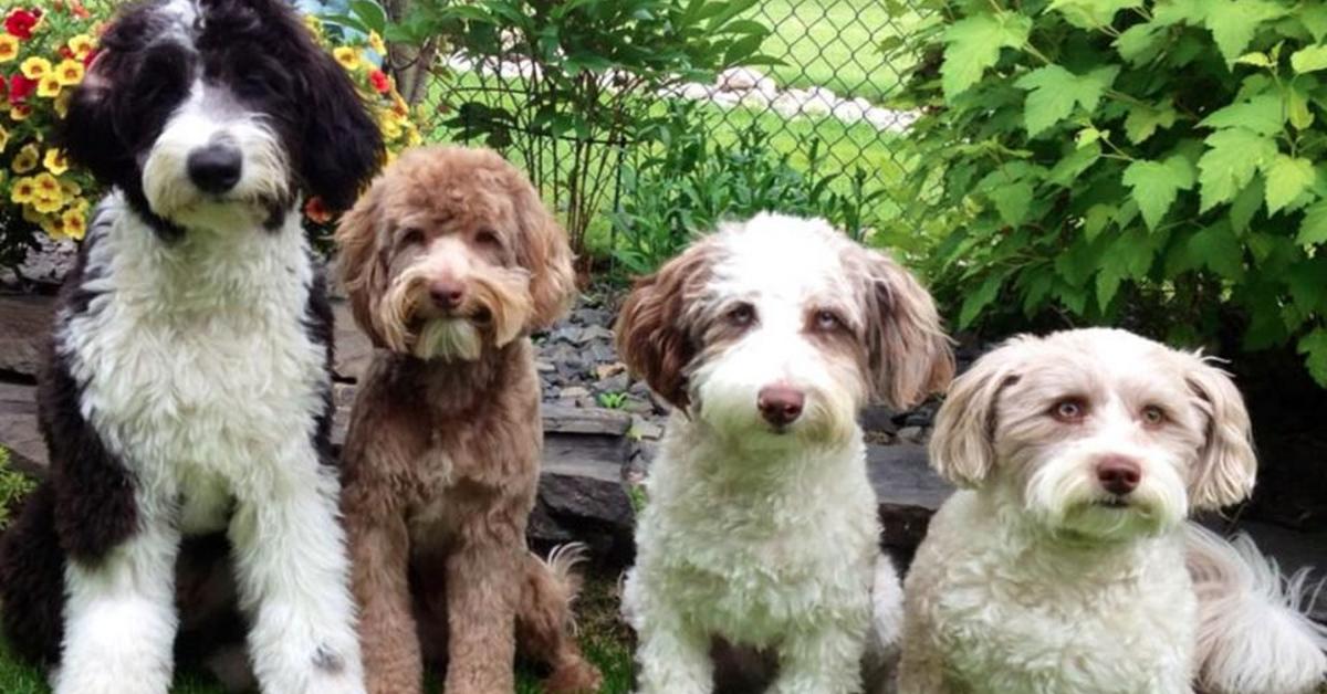 Charming view of the Aussiedoodle, in Indonesia referred to as Anjing Aussiedoodle.