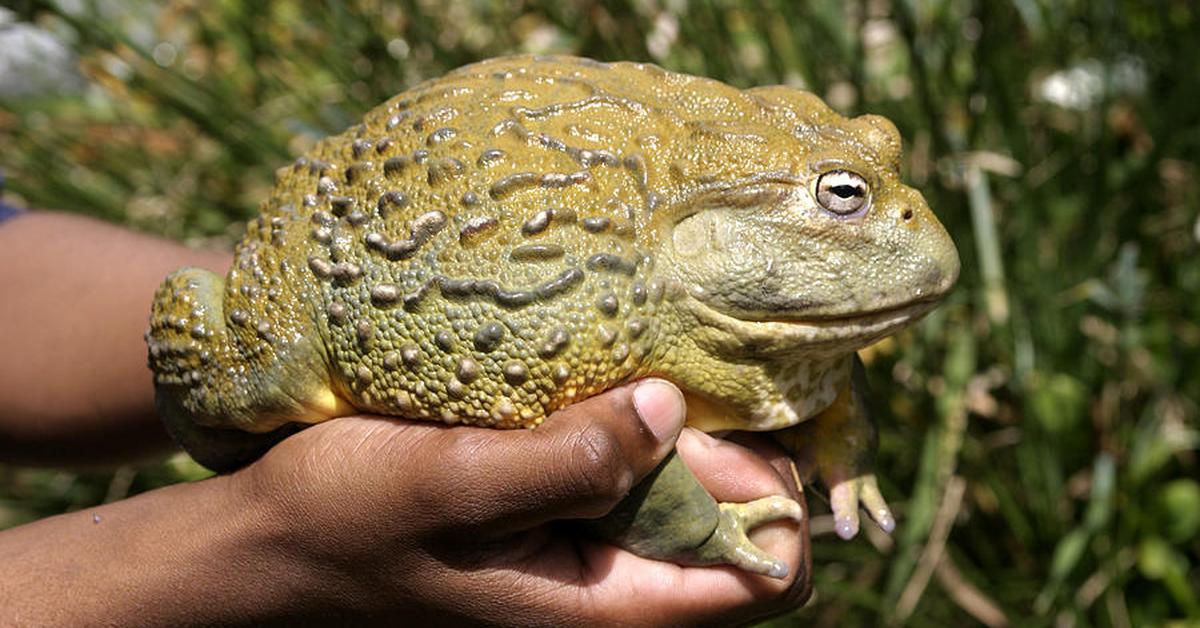 Glimpse of the African Bullfrog, known in the scientific community as Pyxicephalus adspersus.