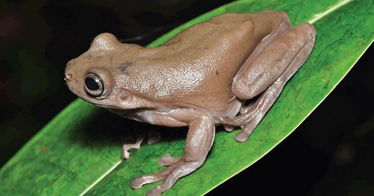 Striking appearance of the African Bullfrog, known in scientific circles as Pyxicephalus adspersus.