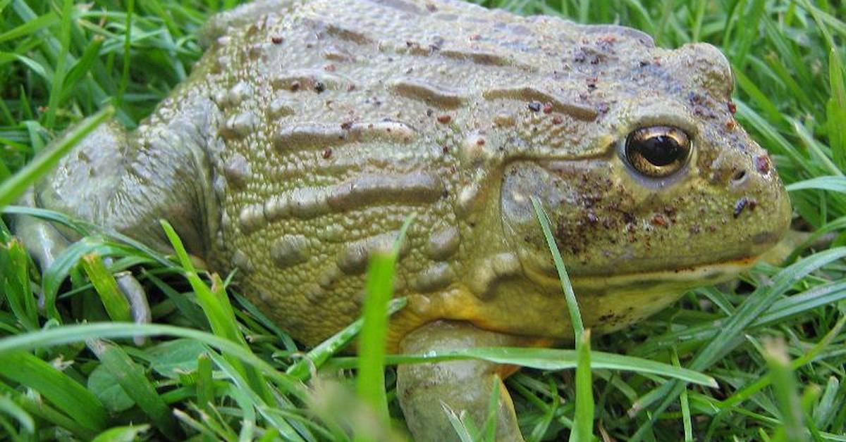 The majestic African Bullfrog, also called Katak Sapi Afrika in Indonesia, in its glory.