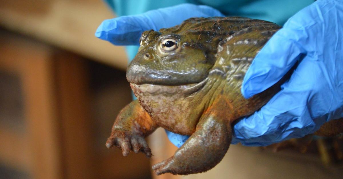 Natural elegance of the African Bullfrog, scientifically termed Pyxicephalus adspersus.