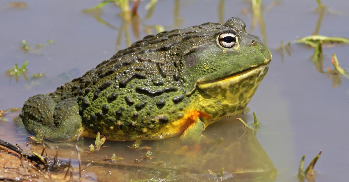 Glimpse of the African Bullfrog, known in the scientific community as Pyxicephalus adspersus.