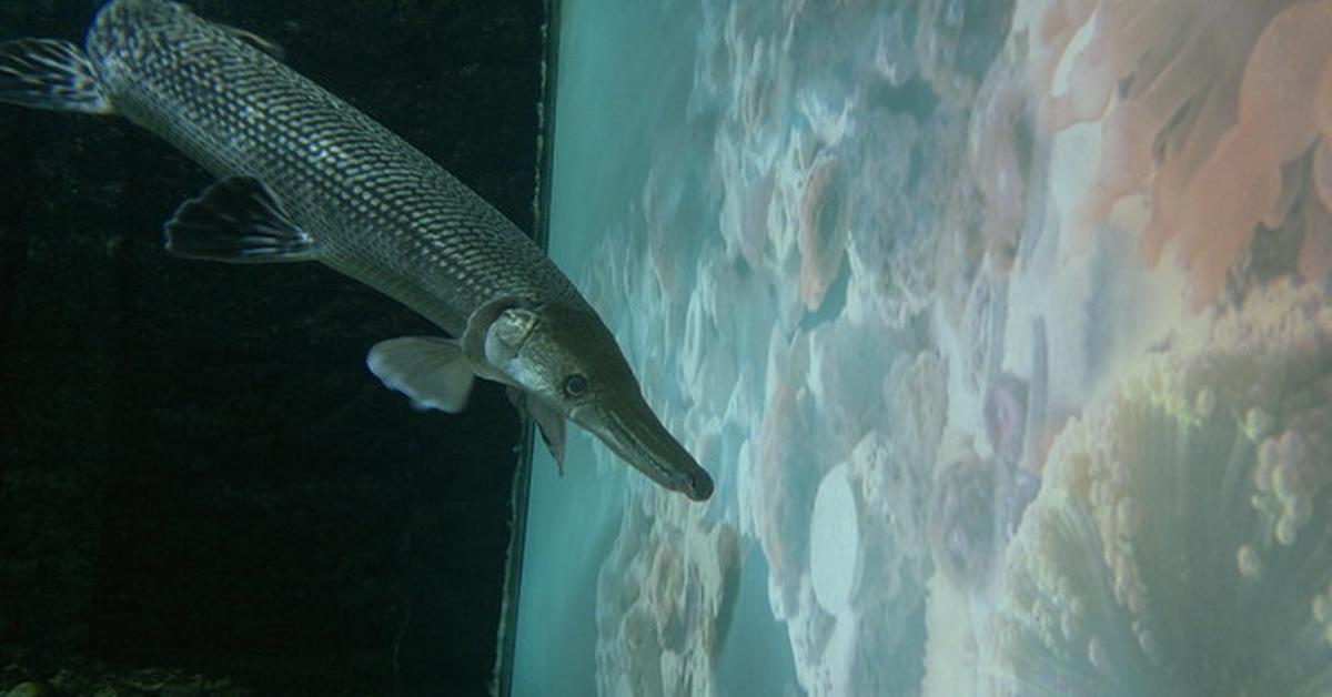 Photographic depiction of the unique Alligator Gar, locally called Ikan Gabus Buaya.