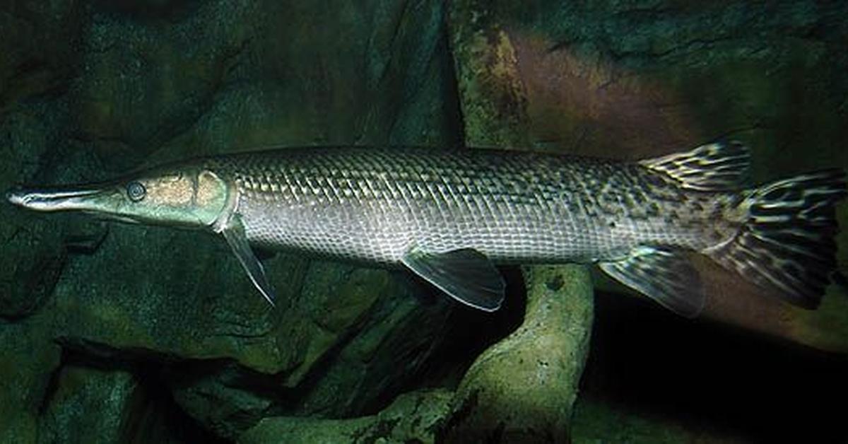 Vivid image of the Alligator Gar, or Ikan Gabus Buaya in Indonesian context.