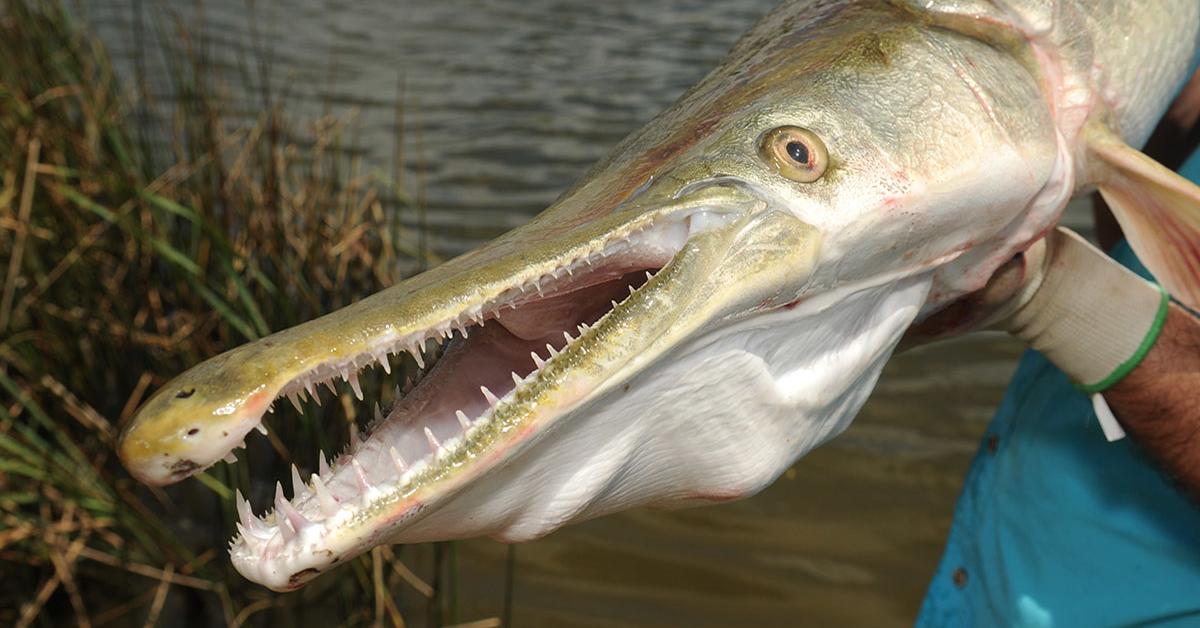 Snapshot of the intriguing Alligator Gar, scientifically named Atractosteus spatula.