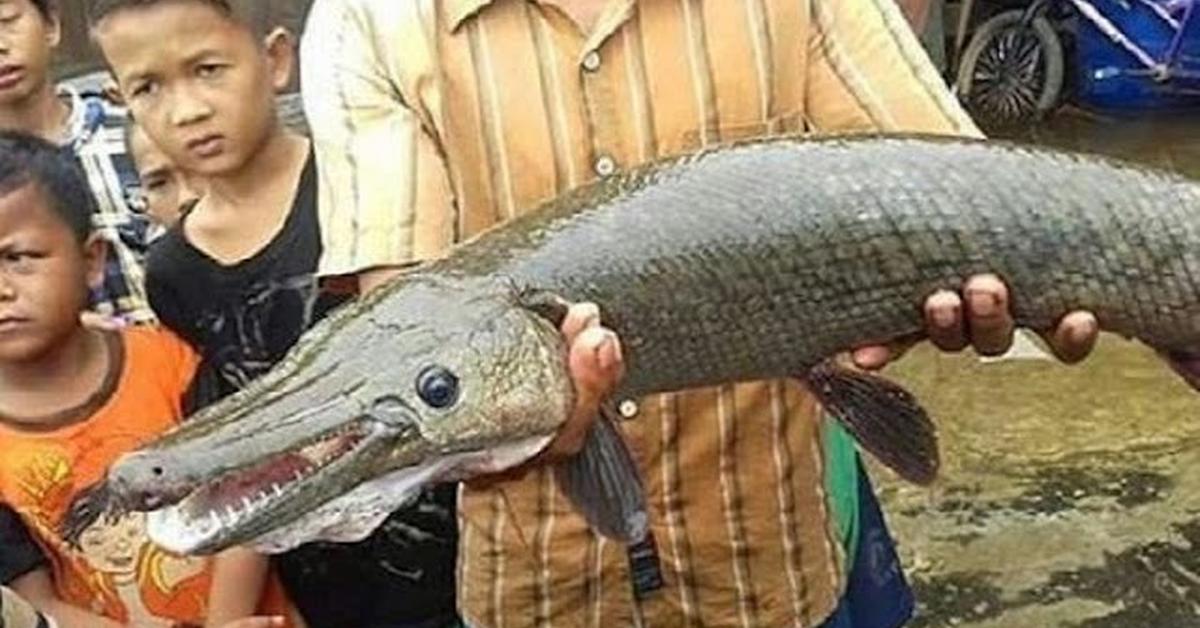 Stunning image of the Alligator Gar (Atractosteus spatula), a wonder in the animal kingdom.