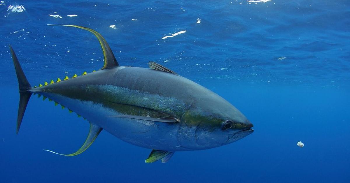 Picture of Albacore Tuna, known in Indonesia as Tuna Albacore.