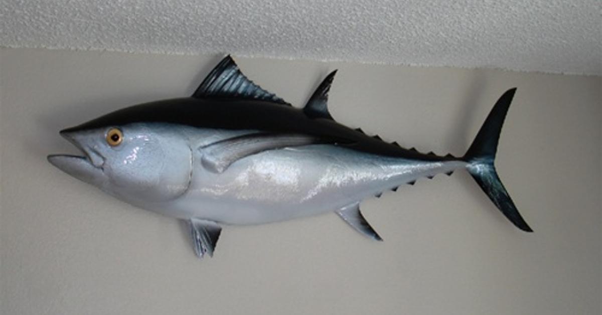 Captured elegance of the Albacore Tuna, known in Indonesia as Tuna Albacore.