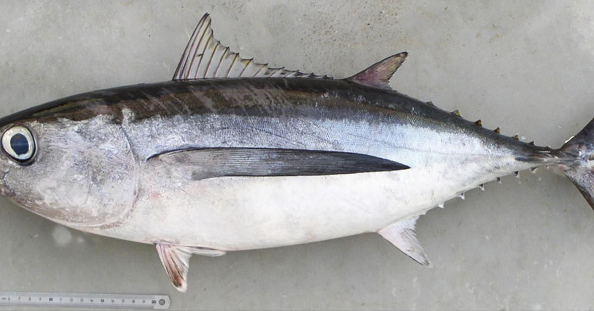 Photographic depiction of the unique Albacore Tuna, locally called Tuna Albacore.