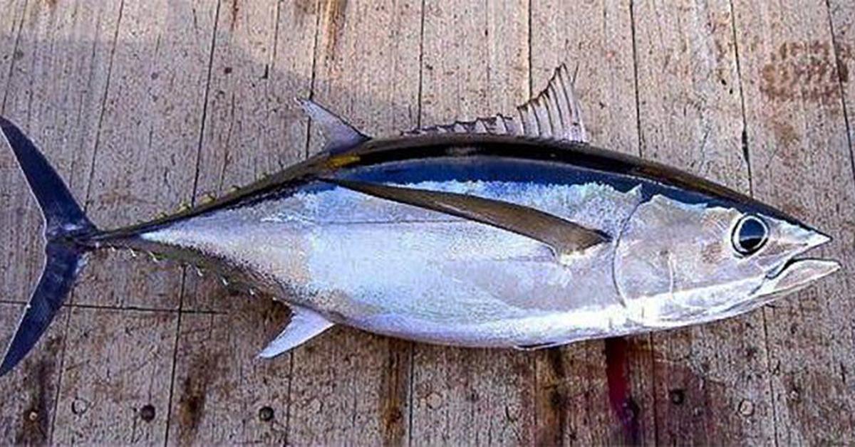 The Albacore Tuna in its natural beauty, locally called Tuna Albacore.