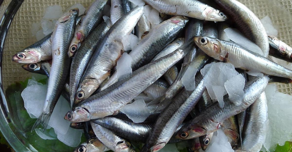 The majestic Anchovies, also called Ikan Teri in Indonesia, in its glory.