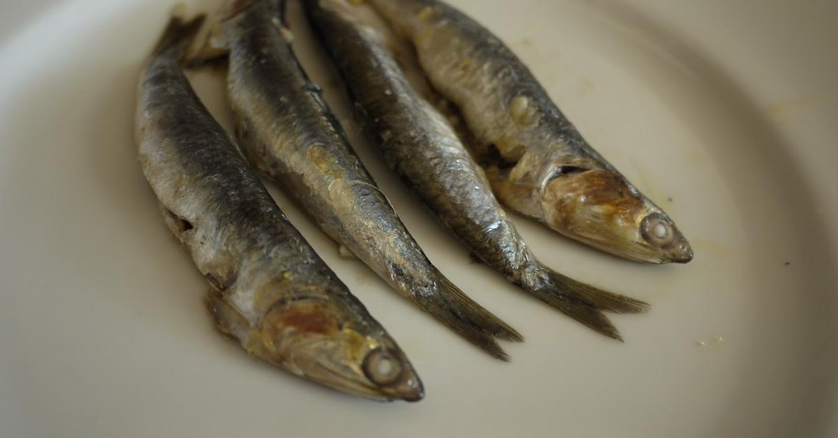 Portrait of a Anchovies, a creature known scientifically as Engraulidae.