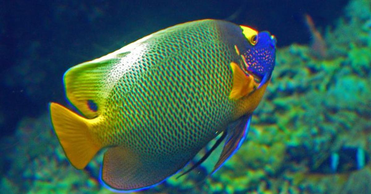 Glimpse of the Angelfish, known in the scientific community as Pomacanthidae.