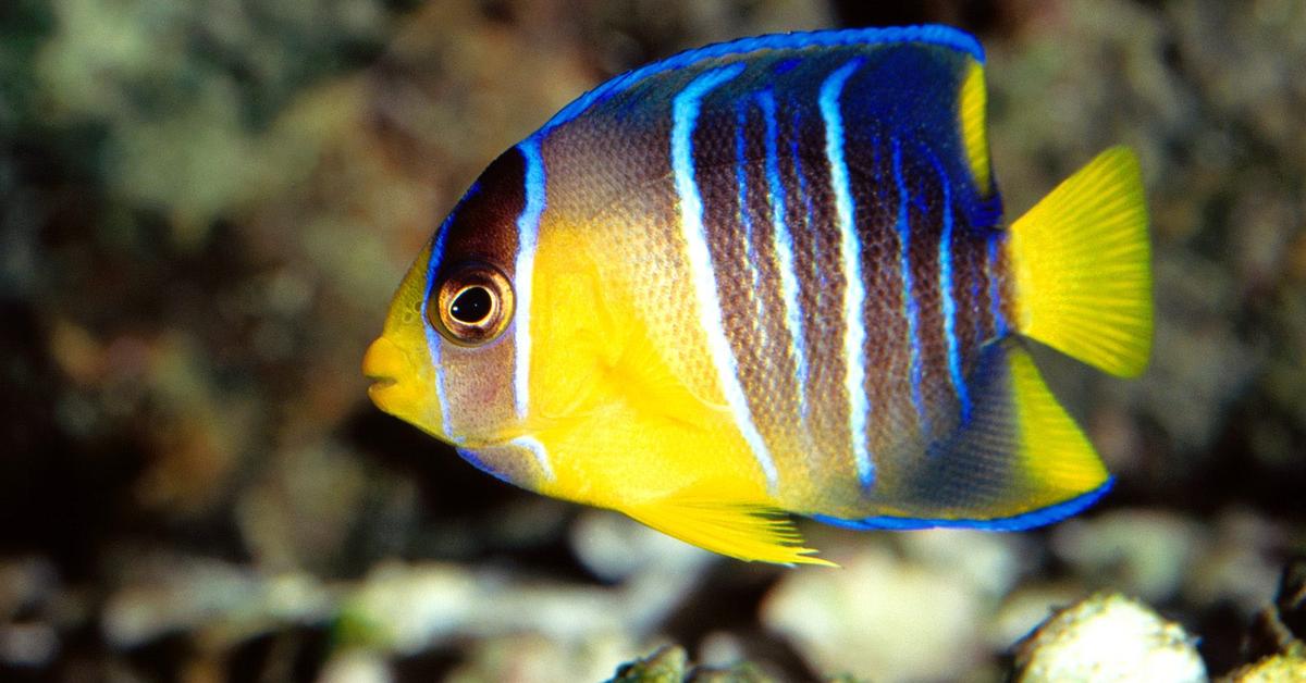 Insightful look at the Angelfish, known to Indonesians as Ikan Malaikat.