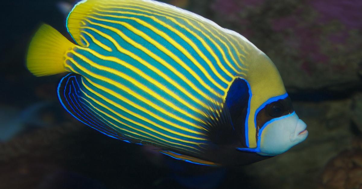 Iconic view of the Angelfish, or Pomacanthidae, in its habitat.