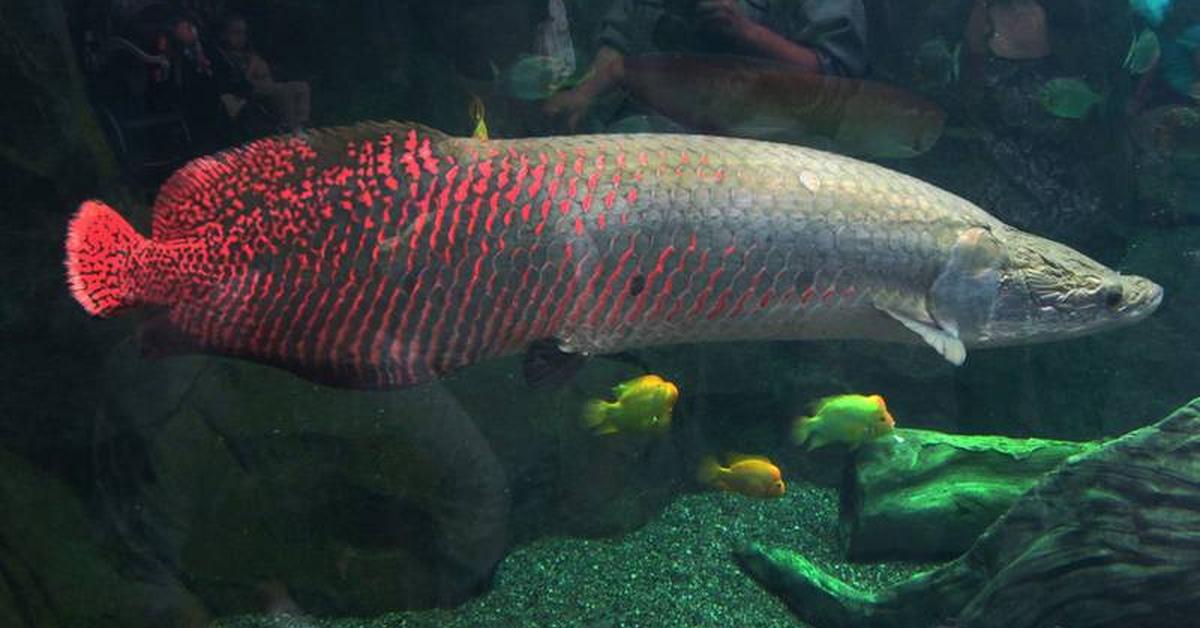 Close encounter with the Arapaima, scientifically called Arapaima.