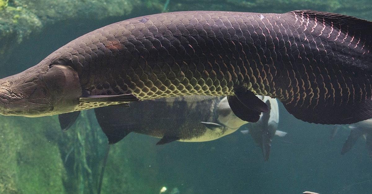 Dynamic image of the Arapaima, popularly known in Indonesia as Arapaima.