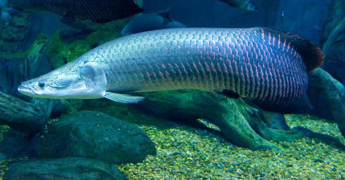 The Arapaima, a beautiful species also known as Arapaima in Bahasa Indonesia.